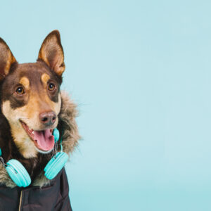 PETS DEALS